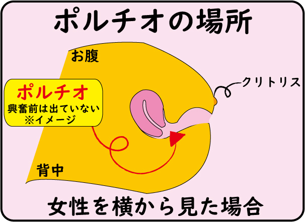 ポルチオの場所興奮前