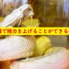 ハブ酒で精力を上げる