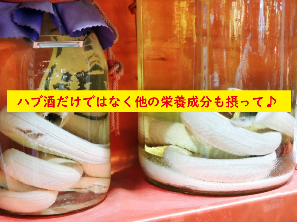 ハブ酒以外にも栄養成分を摂る