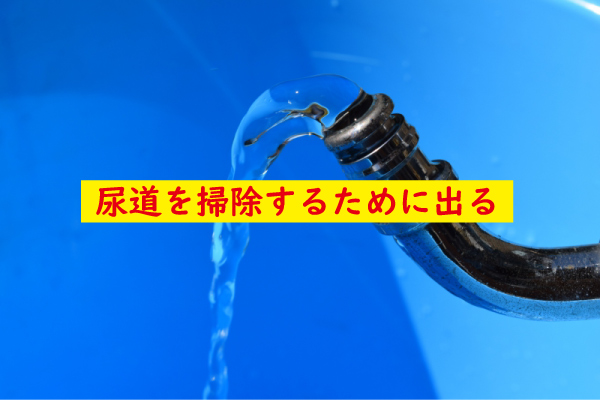 我慢汁は尿道を掃除する