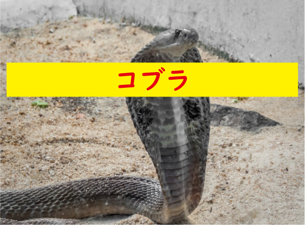コブラ