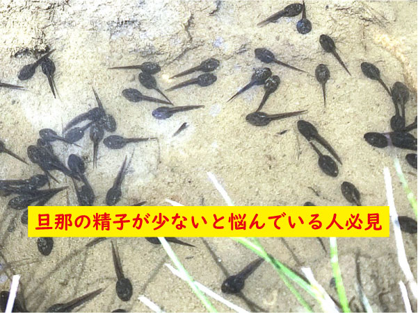 旦那の精子が少ない