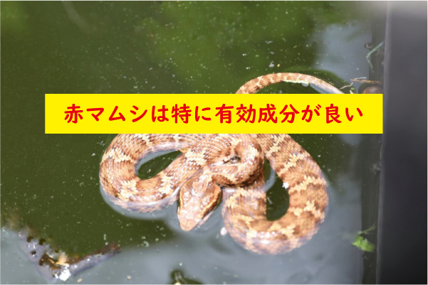 赤マムシドリンクの有効成分は良い